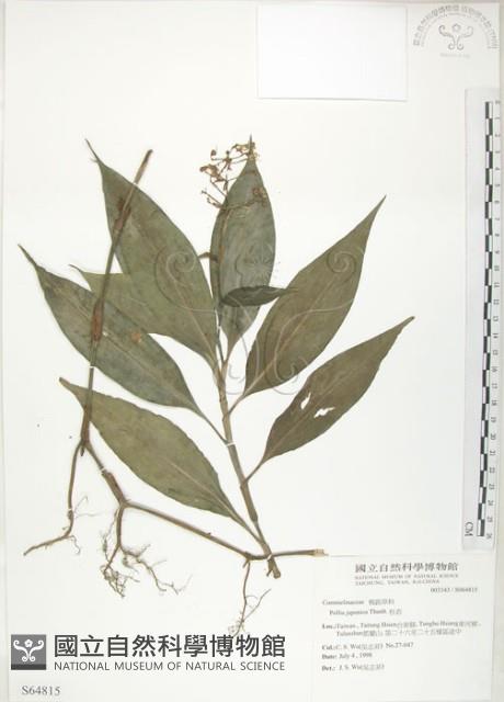 小杜若、川杜若藏品圖，第1張