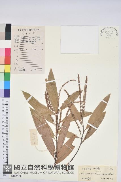 水仙柯藏品圖，第1張