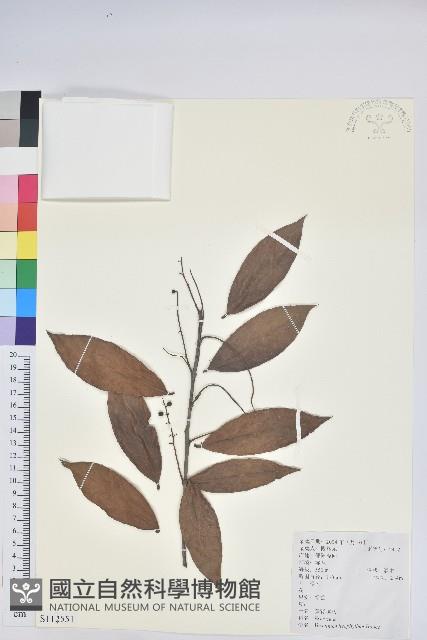 黃背越橘藏品圖，第1張