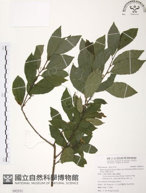 台灣山桂花藏品圖，第1張