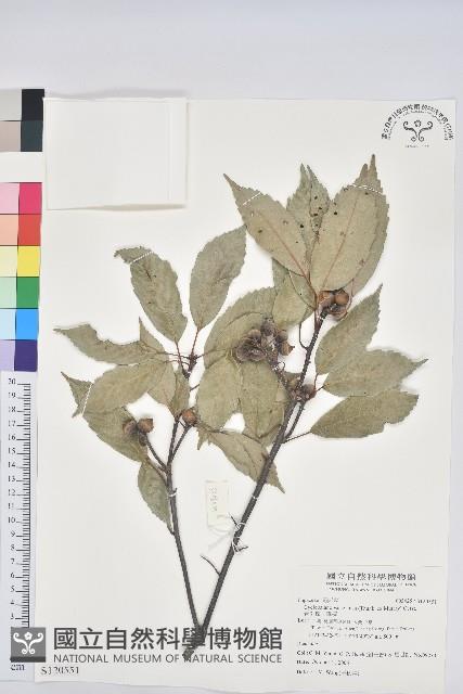 青剛櫟、鐵椆藏品圖，第1張