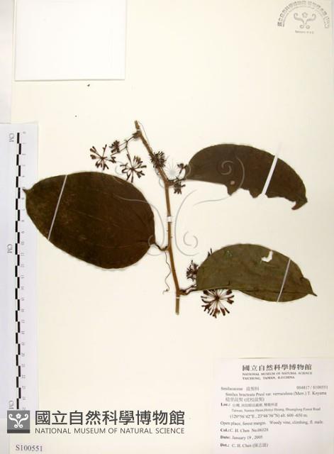 糙莖菝契、疣枝菝契藏品圖，第1張