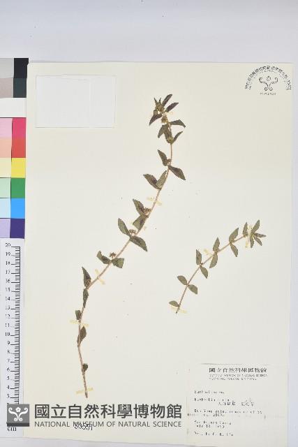 乳仔草藏品圖，第1張