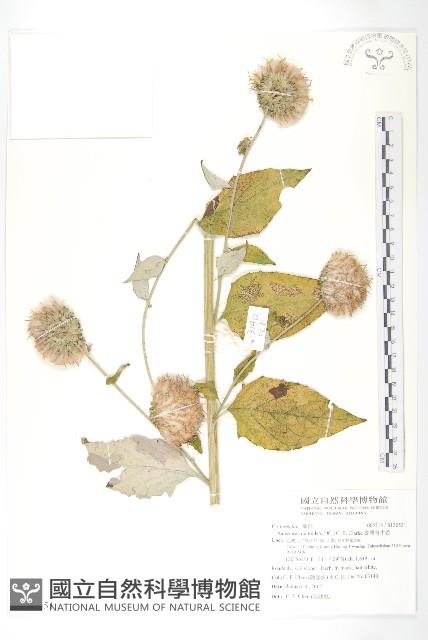 臺灣青木香藏品圖，第1張