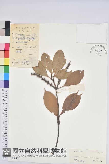 阿里山三斗石櫟、硬斗柯藏品圖，第1張