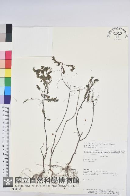 小返魂藏品圖，第1張