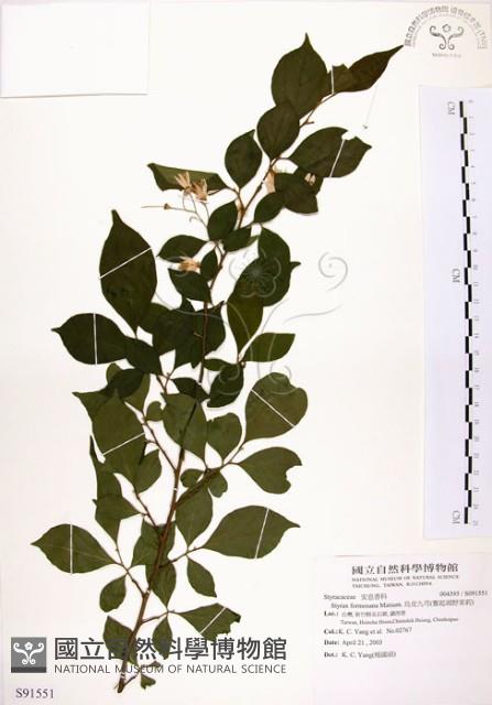 烏皮九芎、奮起湖野茉莉藏品圖，第1張