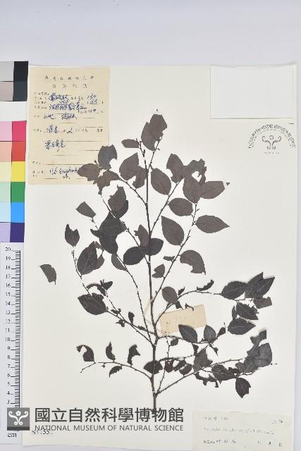 黑面神藏品圖，第1張