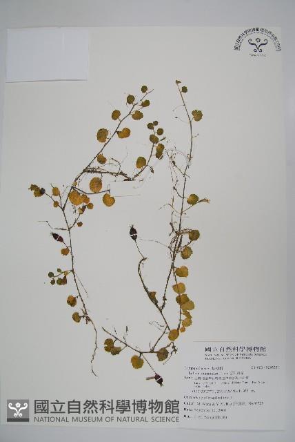 普刺特草藏品圖，第1張