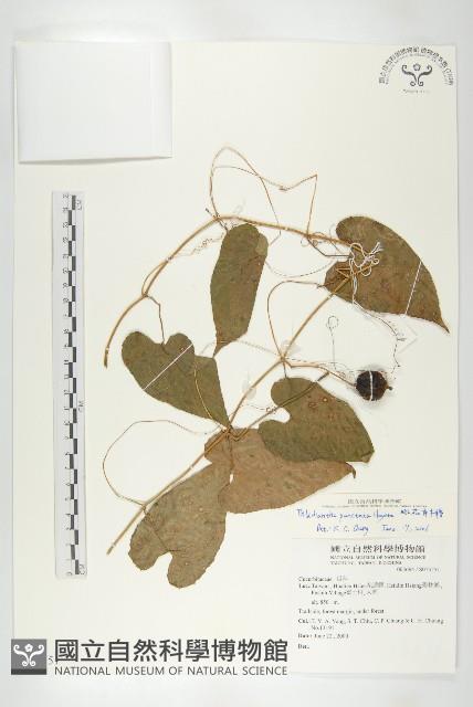 斑花青牛膽藏品圖，第1張