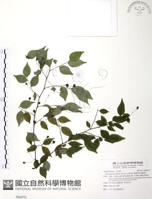 燈稱花、烏雞骨藏品圖，第1張