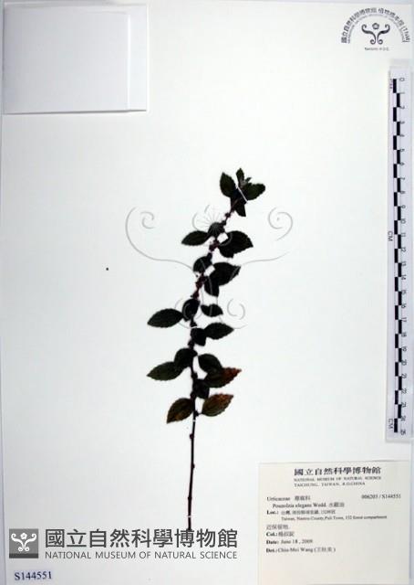 水雞油藏品圖，第1張