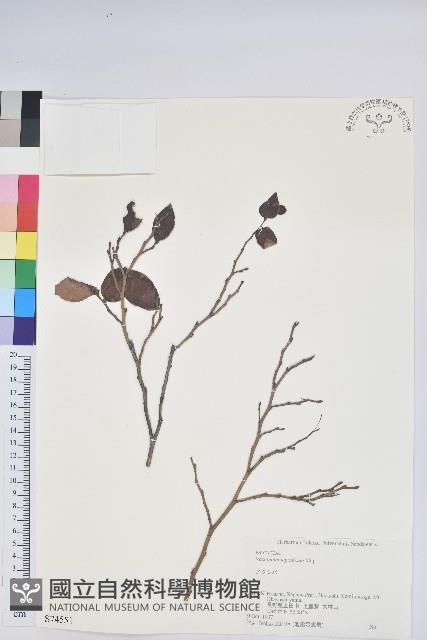 日本扁枝越桔藏品圖，第1張