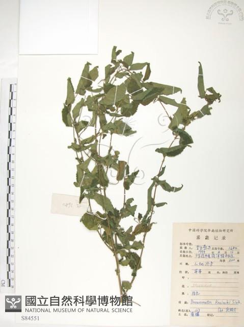 小構樹藏品圖，第1張