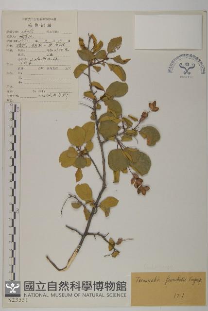 毛葉欖仁藏品圖，第1張