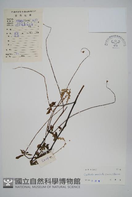 假川牛膝藏品圖，第1張