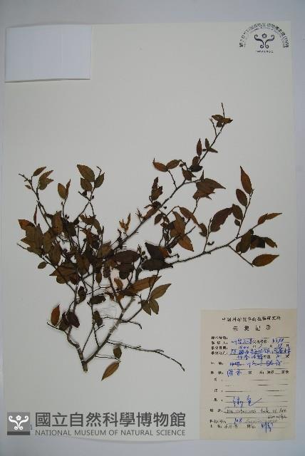 密毛假黃楊藏品圖，第1張