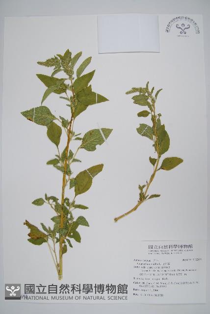 野莧菜藏品圖，第1張