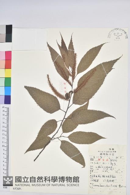 錐栗藏品圖，第1張