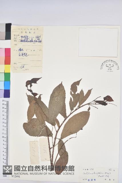 山苦茶、鷓鴣茶藏品圖，第1張