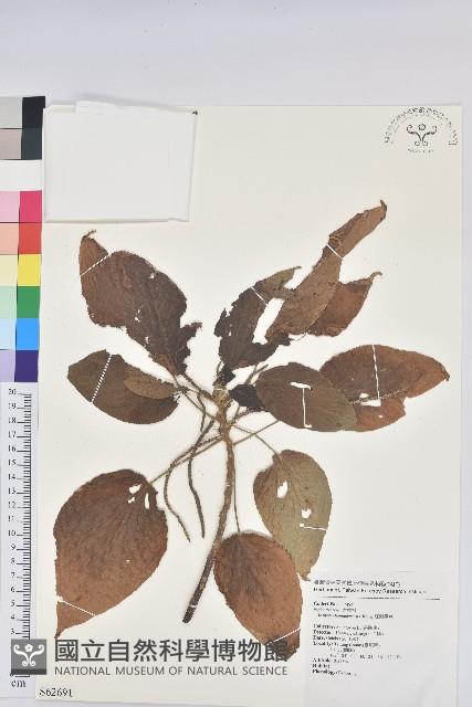 紅頭鐵莧藏品圖，第1張