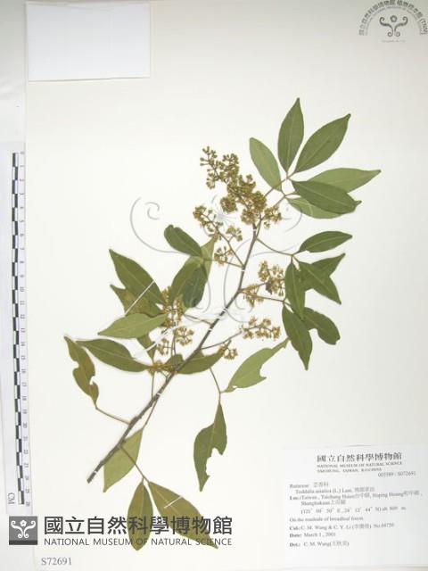 飛龍掌血藏品圖，第1張