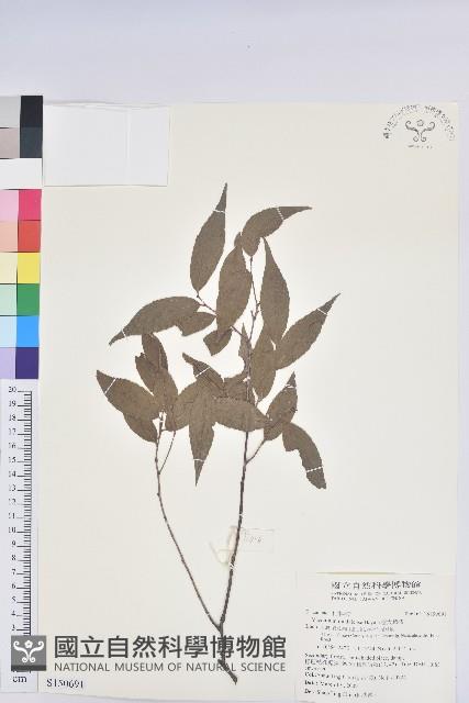 巒大越橘藏品圖，第1張