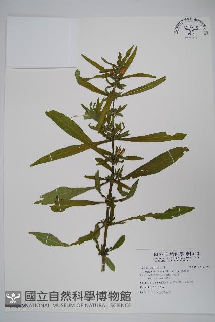 水蓑衣藏品圖，第1張