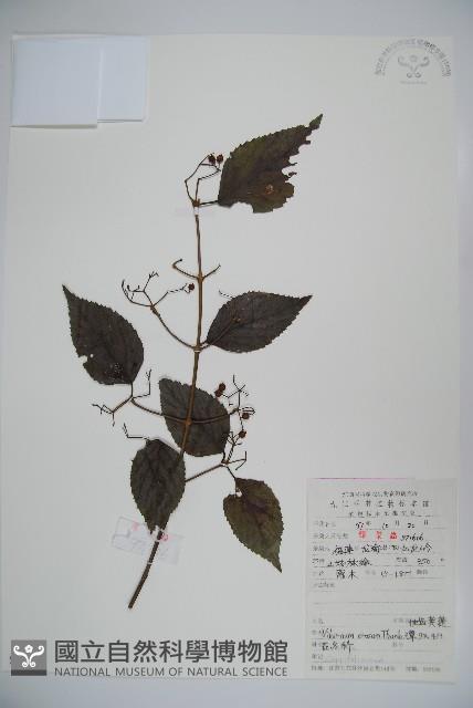 松田氏莢迷、宜昌莢迷藏品圖，第1張