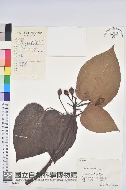 千年桐藏品圖，第1張