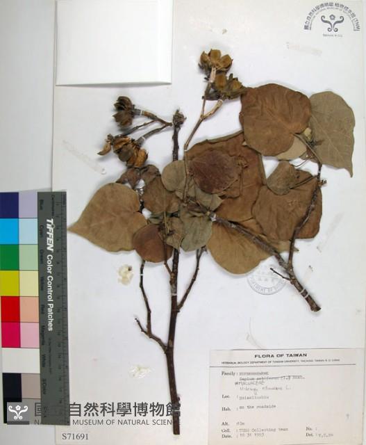 黃槿藏品圖，第1張