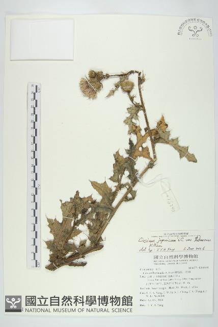 白花小薊藏品圖，第1張