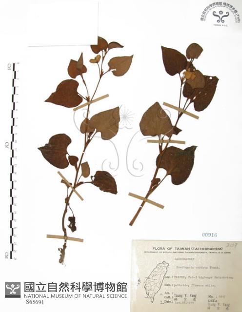 臭腥草、蕺菜藏品圖，第1張