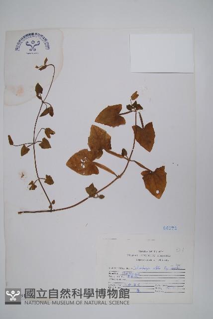 黑眼花藏品圖，第1張