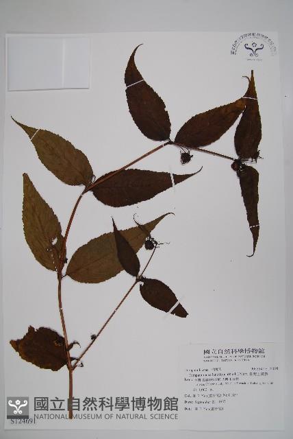 臺灣土黨參藏品圖，第1張