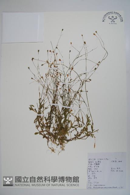 細葉蘭花參藏品圖，第1張