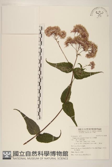 島田氏澤蘭藏品圖，第1張