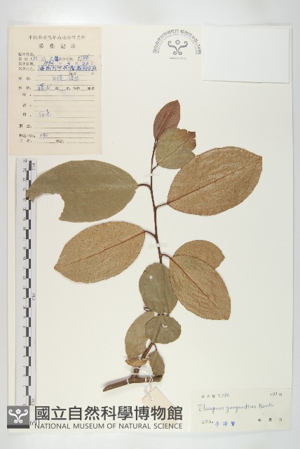 角花胡頹子藏品圖，第1張