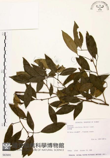 Malay Glycosmis Collection Image