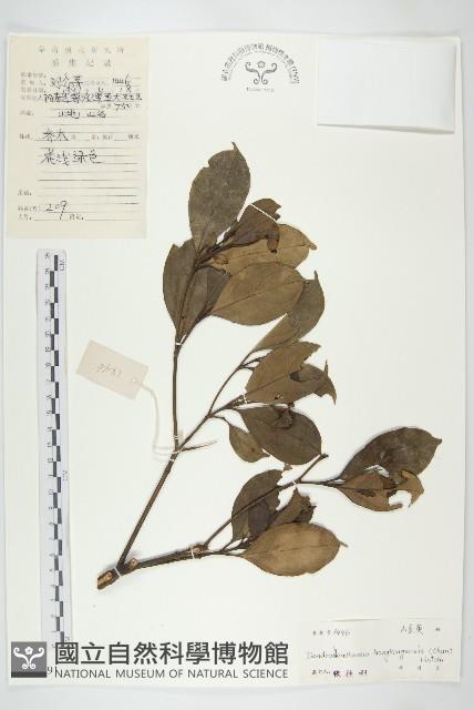 香港四照花藏品圖，第1張