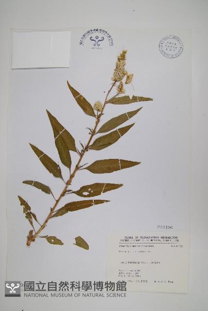 青葙藏品圖，第1張