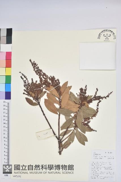 美麗馬醉木藏品圖，第1張