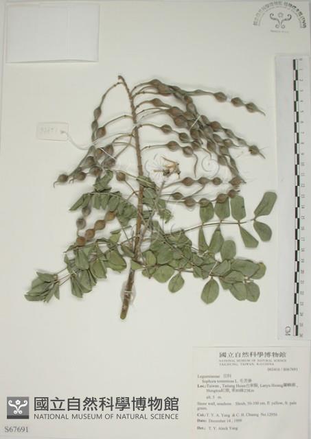 毛苦參藏品圖，第1張