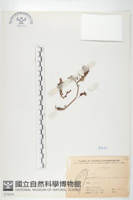 登錄號:S076091藏品圖，第1張