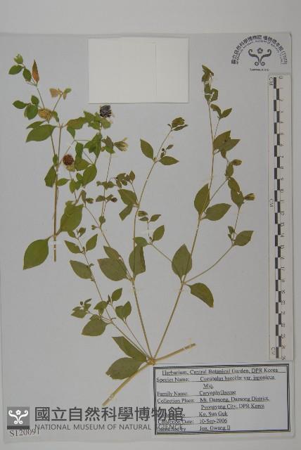 狗筋蔓藏品圖，第1張