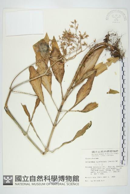 倒吊蓮、匙葉燈籠草藏品圖，第1張