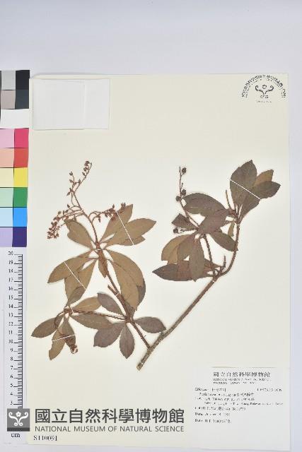 臺灣馬醉木藏品圖，第1張