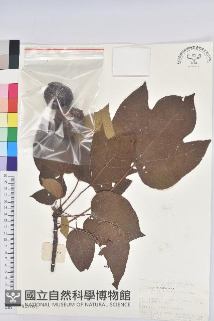 千年桐藏品圖，第1張