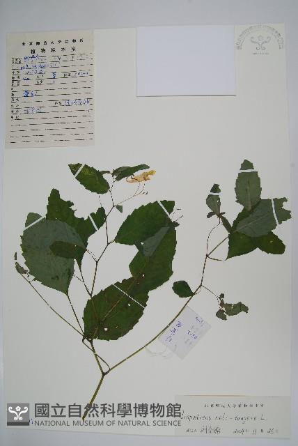 水金鳳藏品圖，第1張