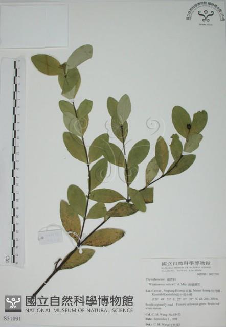 南嶺蕘花藏品圖，第1張